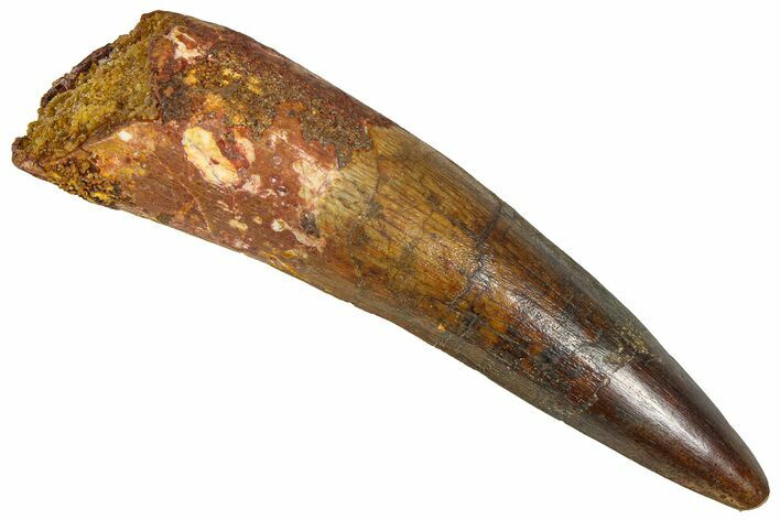 Fossil Spinosaurus Tooth - Composite Tip #365621
